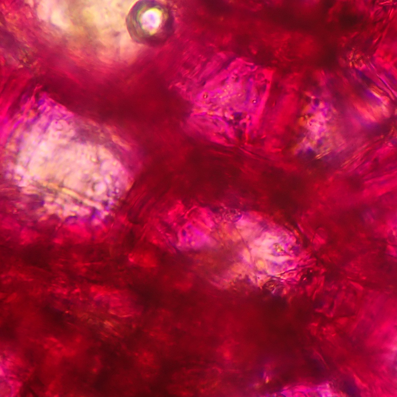Sensibio AR+ innovation with Rosactiv 2.0 technolo